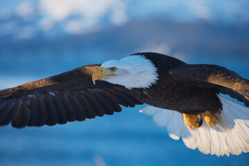 Bald Eagles (Haliaeetus leucocephalus) flying, Alaska, US