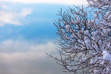 Fototapeta premium Landscape of tree covered with snow, Haines, Alaska, USA