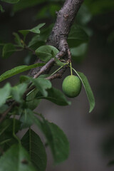 Green plum tree
