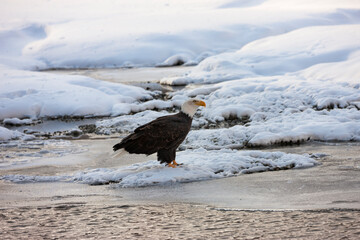 Bald Eagles on the snow-covered river bank, Haines, Alaska, USA