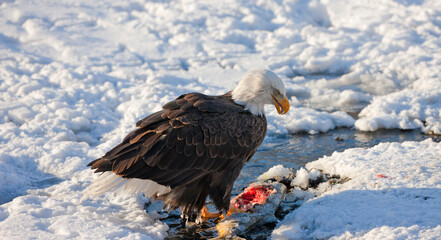 Bald Eagle eating salmon on snow, Haines, Alaska, USA