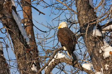 Bald Eagle perched on trees covered with snow, Haines, Alaska, USA