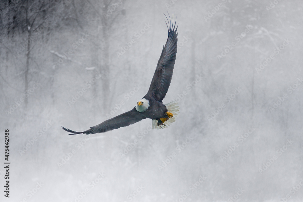 Sticker bald eagle flying in the snow storm, haines, alaska, usa