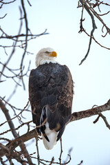 Bald Eagle perched on a tree, Haines, Alaska, USA