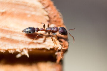 Ant details macro closeup photography