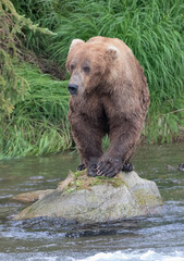 Obraz premium Brown Bear catching salmon in Brooks River, Katmai National Park, Alaska, USA