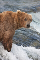 Fototapeta premium Brown Bear catching salmon at the top of Brooks Falls, Katmai National Park, Alaska, USA