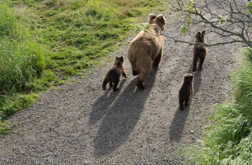 Brown Bears, mother with cubs, casting shadow on road, Katmai National Park, Alaska, USA