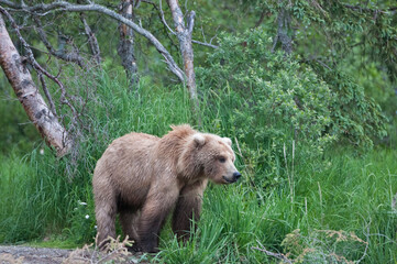 Fototapeta premium Brown Bear in the forest, Katmai National Park, Alaska, USA