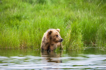 Brown Bear by Brooks River, Katmai National Park, Alaska, USA