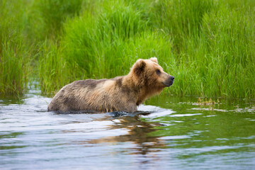Brown Bear on Brooks River, Katmai National Park, Alaska, USA