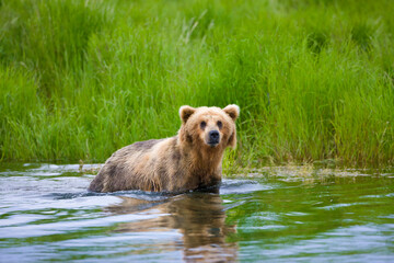 Brown Bear on Brooks River, Katmai National Park, Alaska, USA