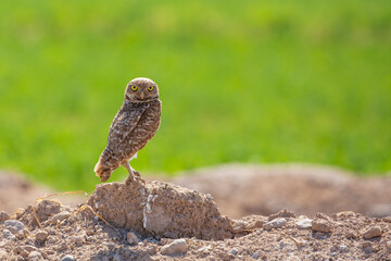 USA, Arizona, Buckeye. Backlit burrowing owl on a dirt mound.