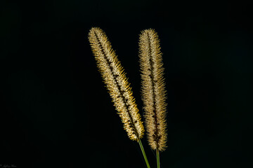 Closeup of timothy on dark background. Abundant perennial grass.