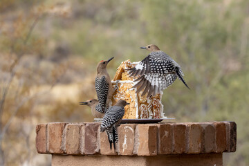 USA, Arizona, Buckeye. Gila woodpeckers and house made with bird seed and suet.