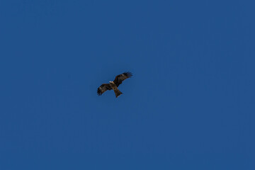 青空に舞うとんび