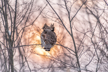 Ruffed Grouse in Winter perched in front of a Sunset