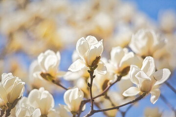 早春の花、木蓮(モクレン)のクローズアップ写真