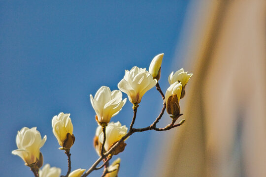 早春の花、木蓮(モクレン)のクローズアップ写真