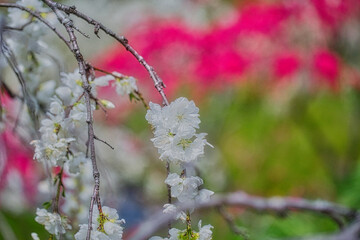 豊田上中のしだれ桃