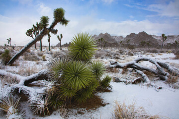 Winter storm, Joshua Tree National Park, California
