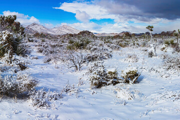 Winter storm, Joshua Tree National Park, California