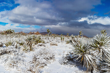 Winter storm, Joshua Tree National Park, California