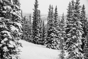 Snow covered trees are found on Aspen Snowmass Ski Resort in Colorado.