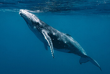 Closeup shot of a humpback whale under the sea