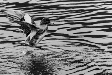 水浴びをする鴨