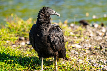USA, Florida, Sarasota, Myakka River State Park, Black Vulture feeding on Lakeshore