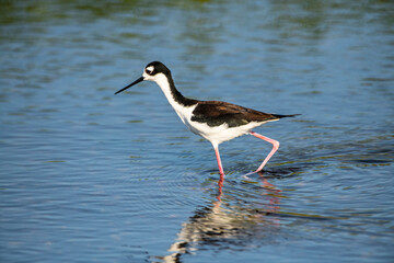 USA, Florida, Sarasota, Myakka River State Park, Feeding Black-necked Stilt