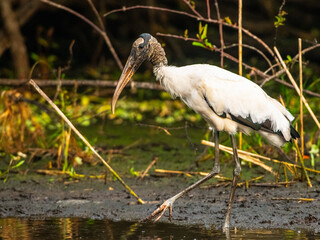 USA, Florida, Sarasota, Myakka River State Park, Hunting, Wood Stork
