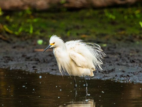 USA, Florida, Sarasota, Myakka River State Park, Snowy Egret Fluffing Feathers