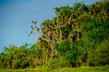 Fototapeta na wymiar USA, Florida, Sarasota, Myakka River State Park, Black Vultures perched in Longleaf Pine Forest Snag