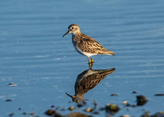 USA, Florida, Sarasota, Myakka River State Park, Western sandpiper