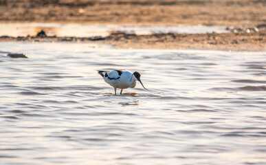 Water bird pied avocet, Recurvirostra avosetta, feeding in the lake. The pied avocet is a large black and white wader with long, upturned beak