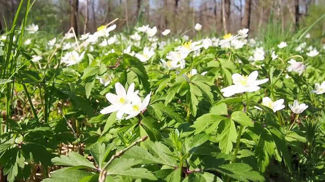 Anemone Asherah, Wood anemone, Anemone nemorosa in spring, lovely white flowers, white curtain fresh flowers. Great spring. May of youth. Spring forest landscape with fresh windflowers outdoors.