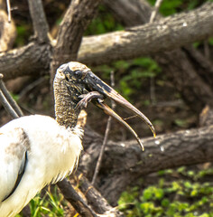 USA, Florida, Sarasota, Myakka River State Park, Feeding, Wood Stork, fish in beak