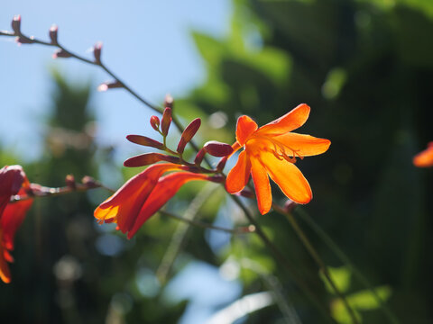 Beautiful view of blooming coppertips against a bokeh background