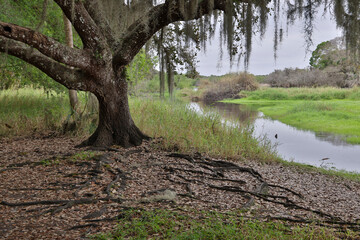 USA, Florida, Sarasota, Myakka River State Park