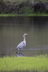 USA, Florida, Sarasota, A grey heron at Myakka River State Park