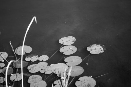 Grayscale Shot Of Water Lily Pads At Phinizy Swamp Nature Park In Augusta, Georgia