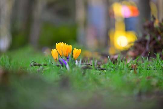 Selective of yellow blooming crosus flowers in a park