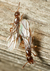 Vertical shot of winged ants on a wooden surface