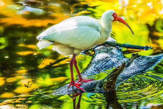Colorful American White Ibis fishing, Florida.