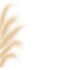 Dried natural pampas grass. Floral ornamental elements in boho style. Vector illustration of cortaderia selloana. New trendy home decoration. Flat lay with copy space, top view.