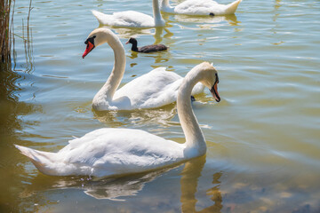 A large flock of graceful white swans swims in the lake., swans in the wild