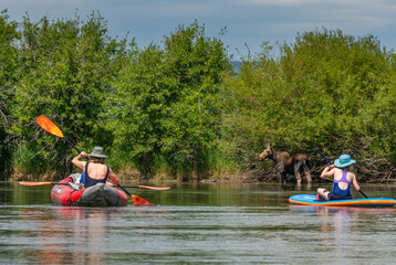 Women on watercraft on Teton River with up close encounter with moose