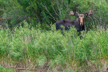USA, Idaho. Bull Moose Eye to eye with photographer, Teton Valley